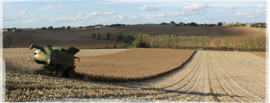 Récolte maïs popcorn premium dans le Sud Ouest France