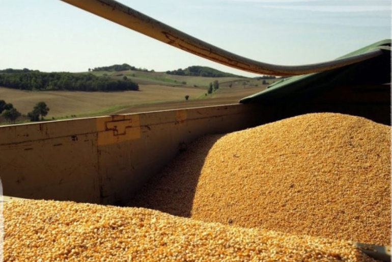 Récolte maïs popcorn premium dans le Sud Ouest France