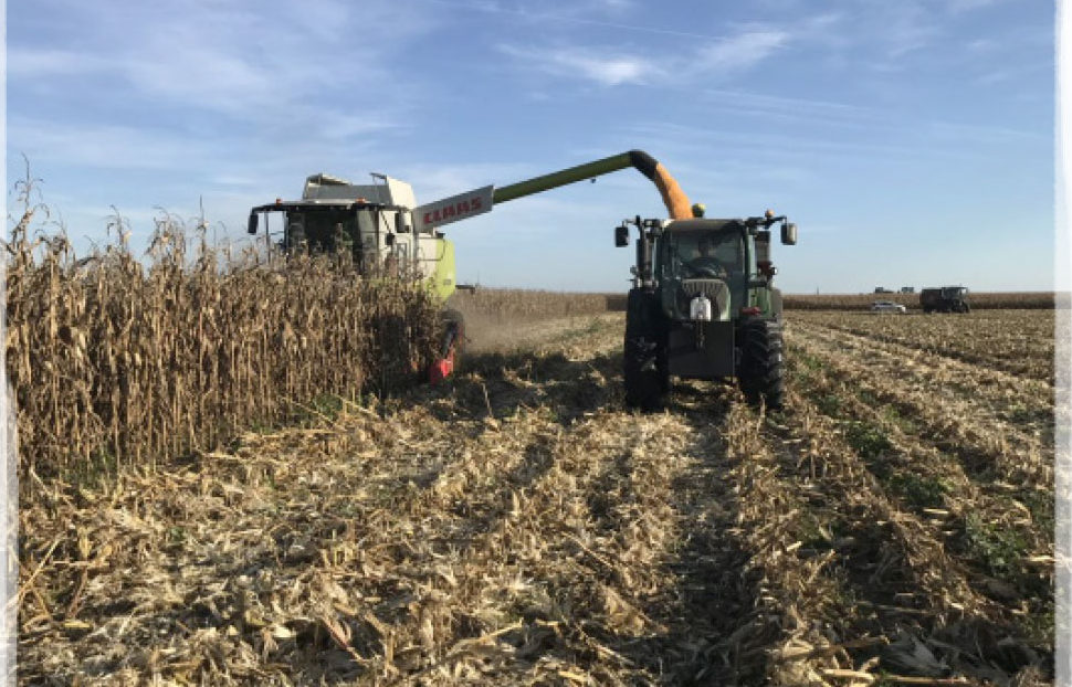 Récolte maïs popcorn premium dans le Sud Ouest France